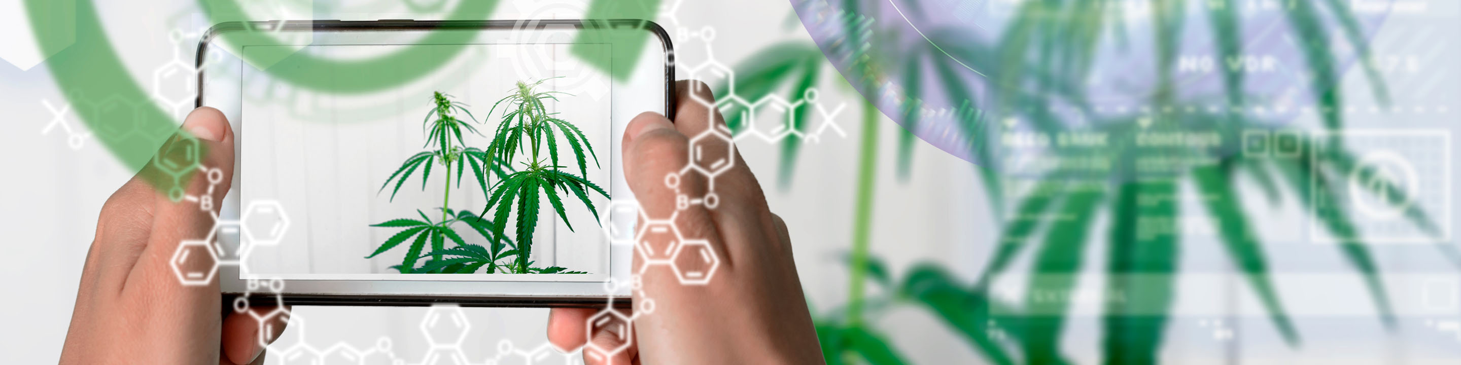 How AI Forecasting Can Help Cannabis Companies Navigate the Future