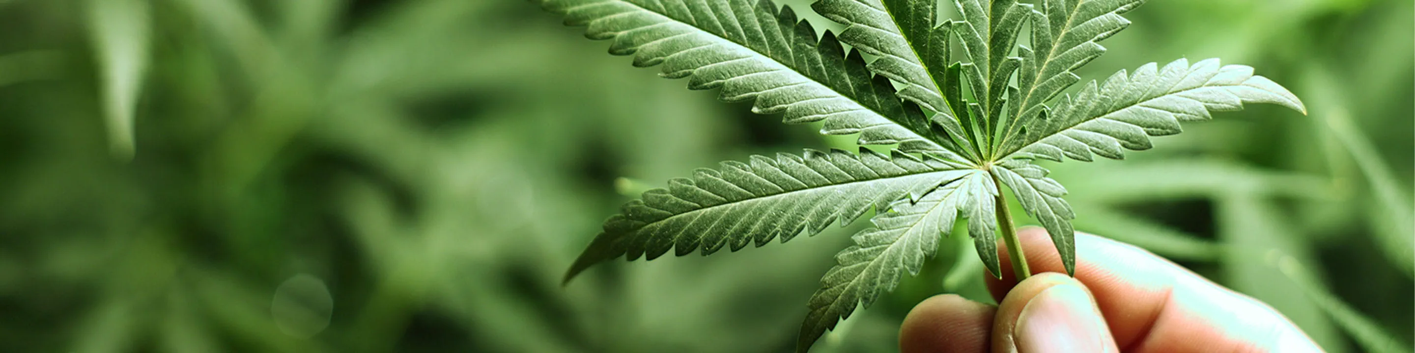 how-to-be-attractive-cannabis-m-a-target-webinar